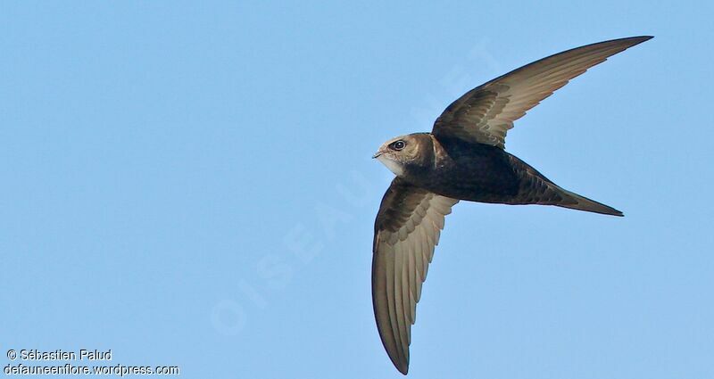 Common Swift