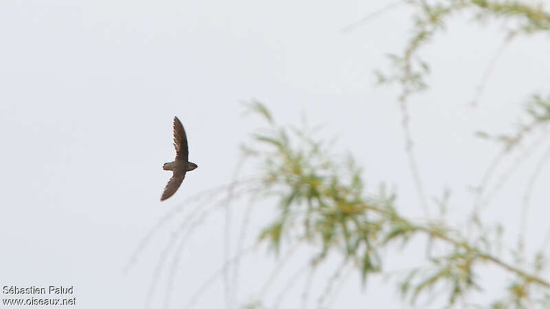 Chimney Swiftadult, identification