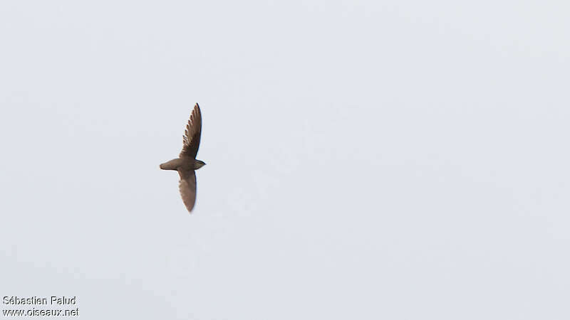 Chimney Swiftadult, identification