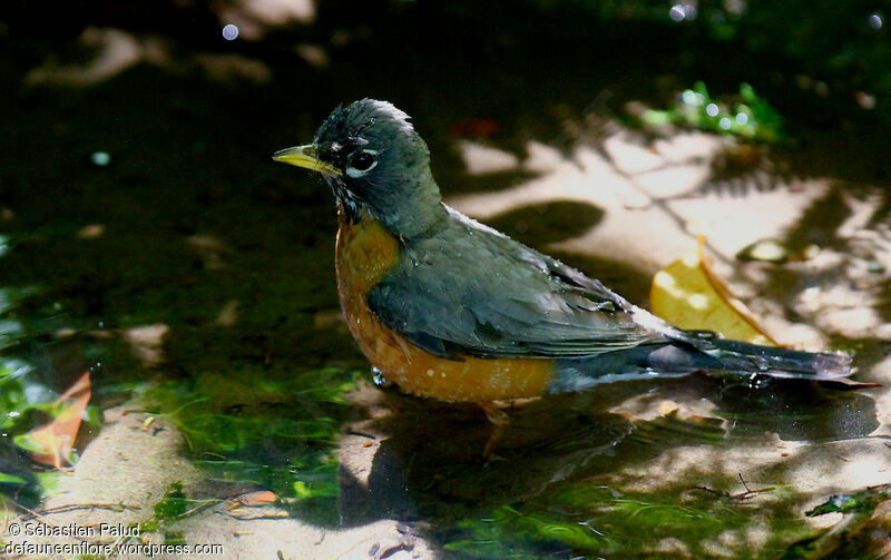 American Robinadult