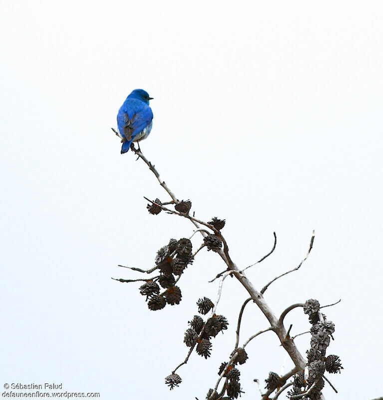 Mountain Bluebird male adult