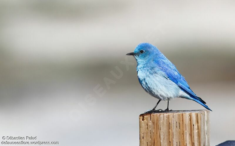 Mountain Bluebird male adult