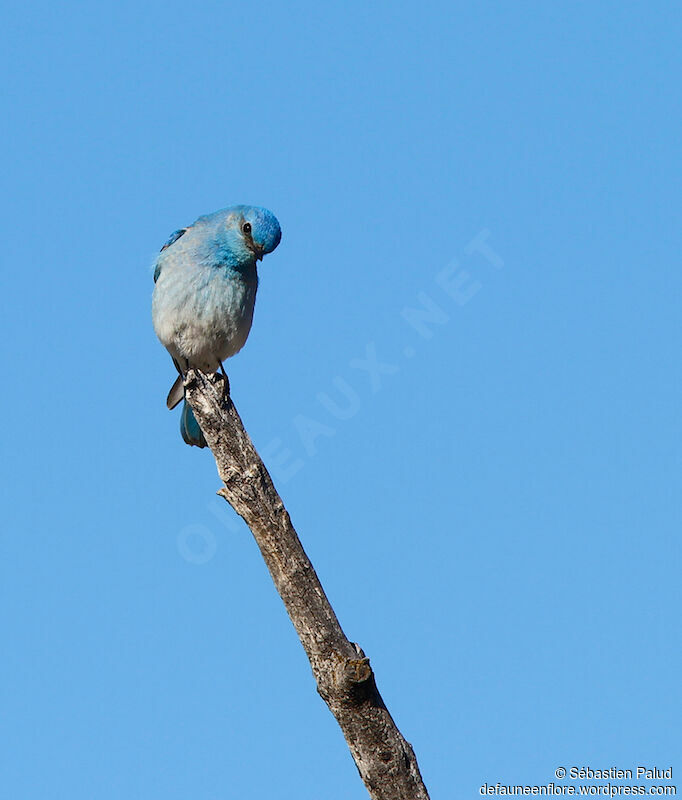 Mountain Bluebird male adult