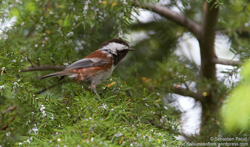 Chestnut-backed Chickadeeadult, identification