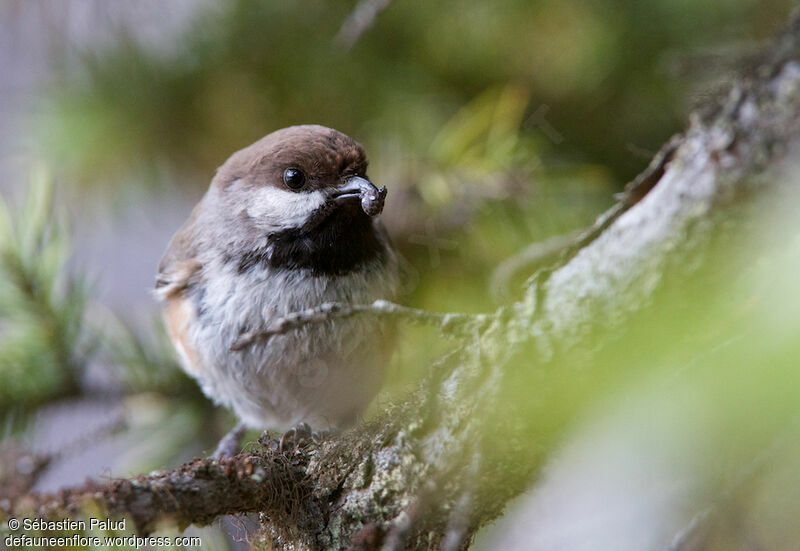 Boreal Chickadeeadult, identification