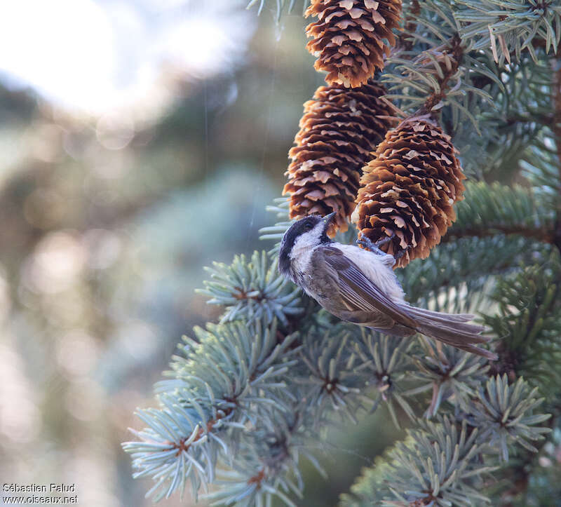 Mésange à tête noireadulte, mange