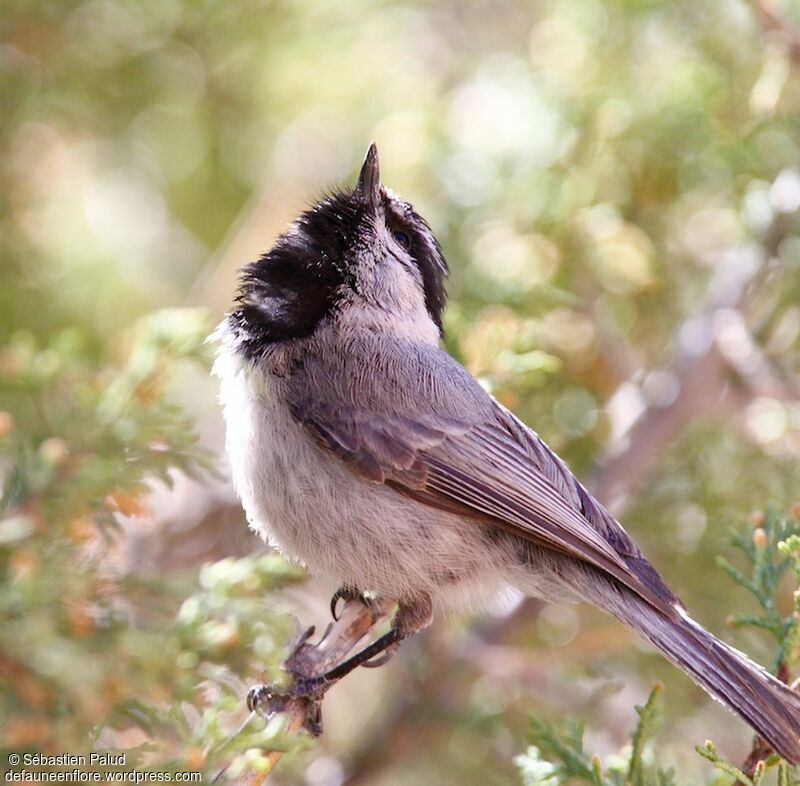 Mésange de Gambel