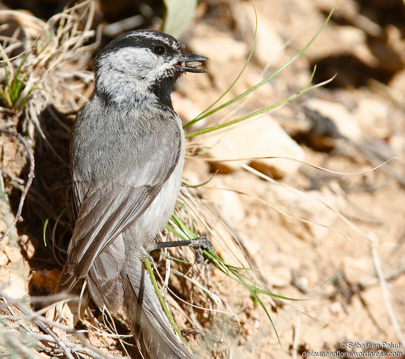 Mésange de Gambel