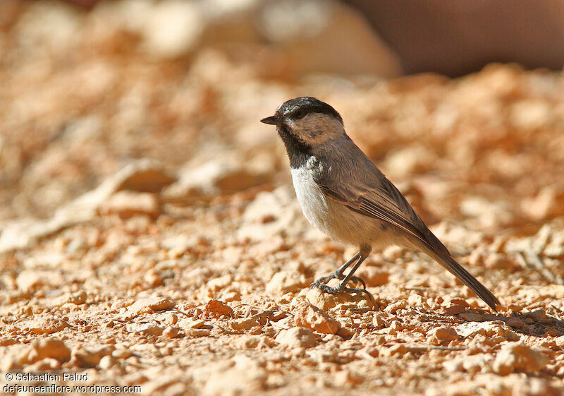 Mountain Chickadee