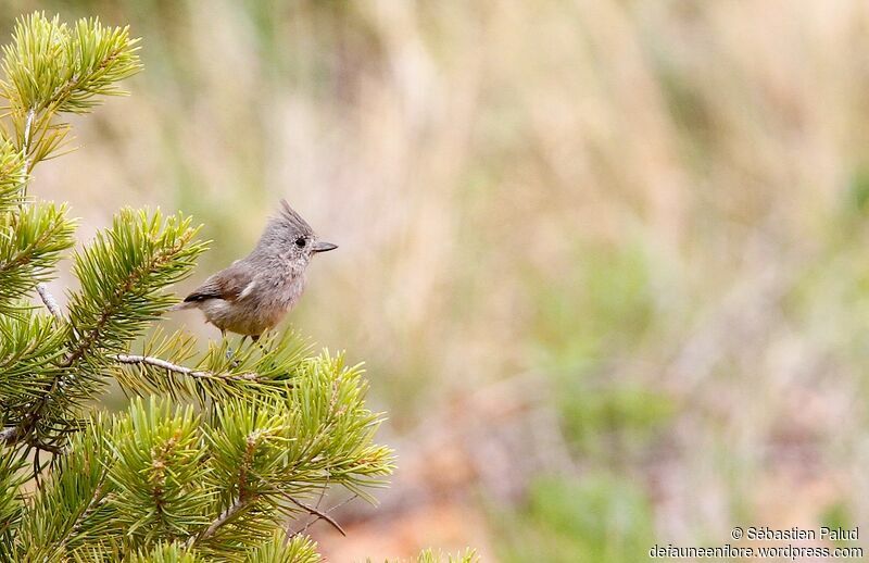 Juniper Titmouse