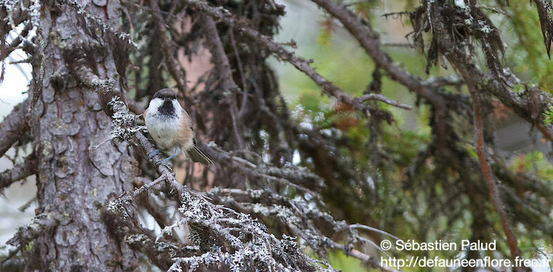 Grey-headed Chickadee