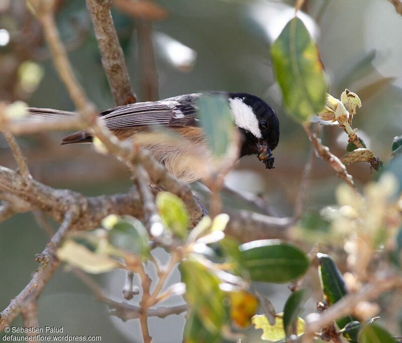 Coal Tit