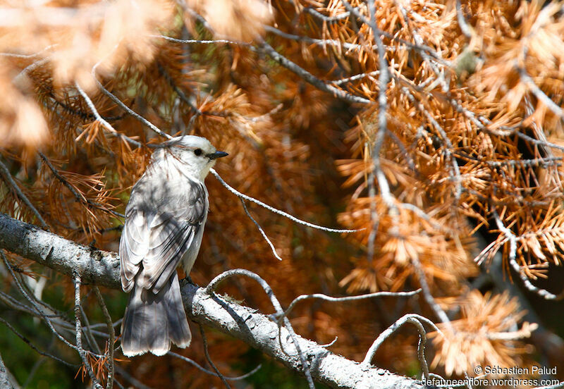 Canada Jayadult