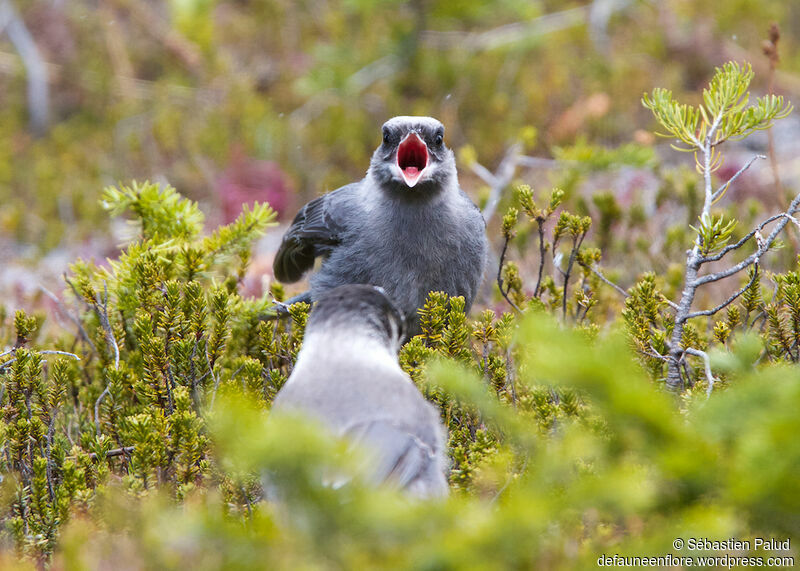 Canada Jayjuvenile, identification