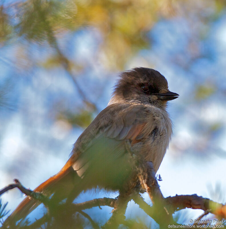 Siberian Jay