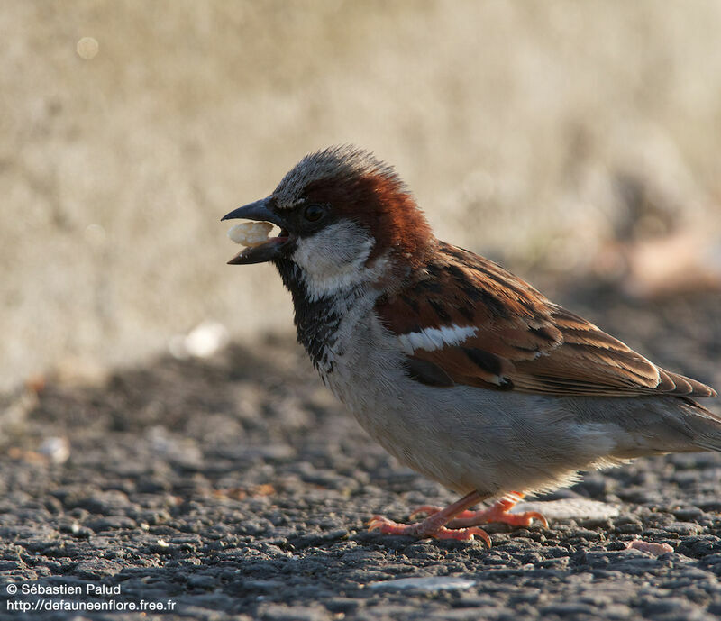 House Sparrow