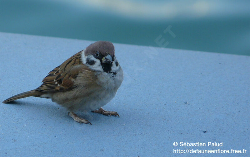 Eurasian Tree Sparrow