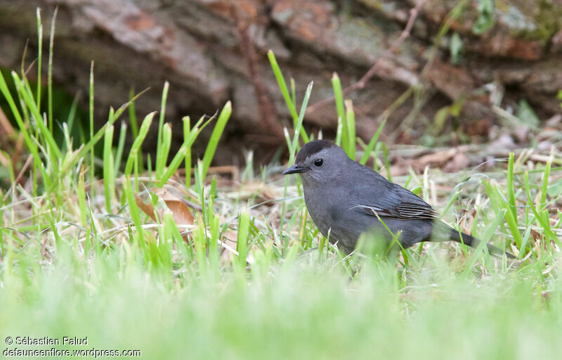 Grey Catbirdadult, identification