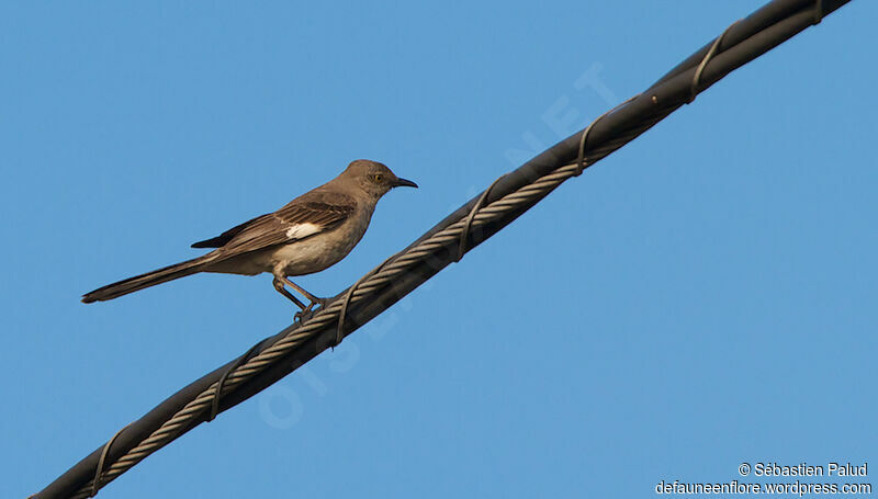 Northern Mockingbirdadult