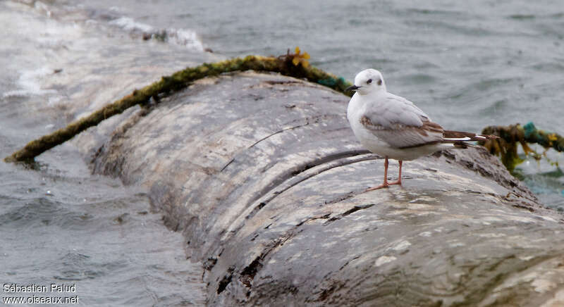 Mouette de Bonaparte1ère année, identification