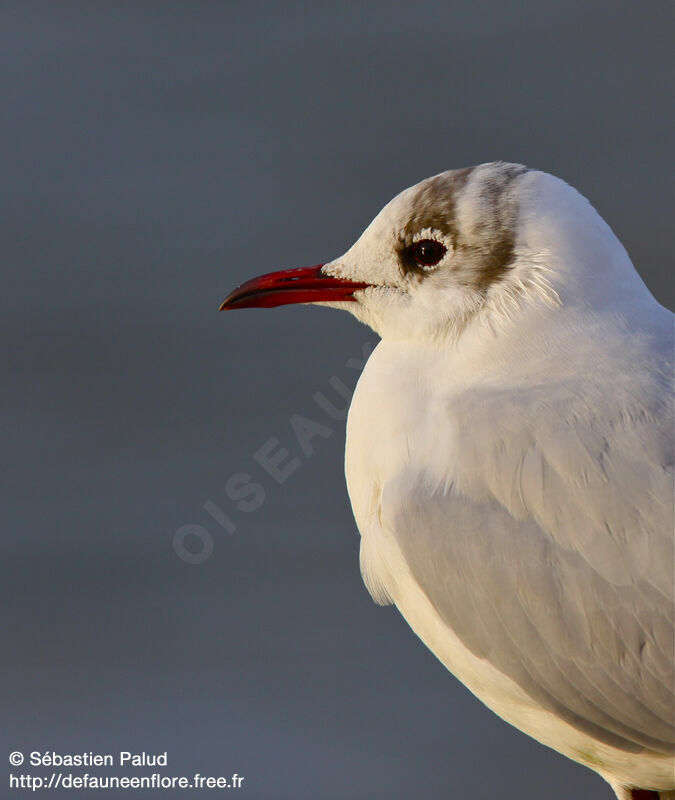 Black-headed Gull