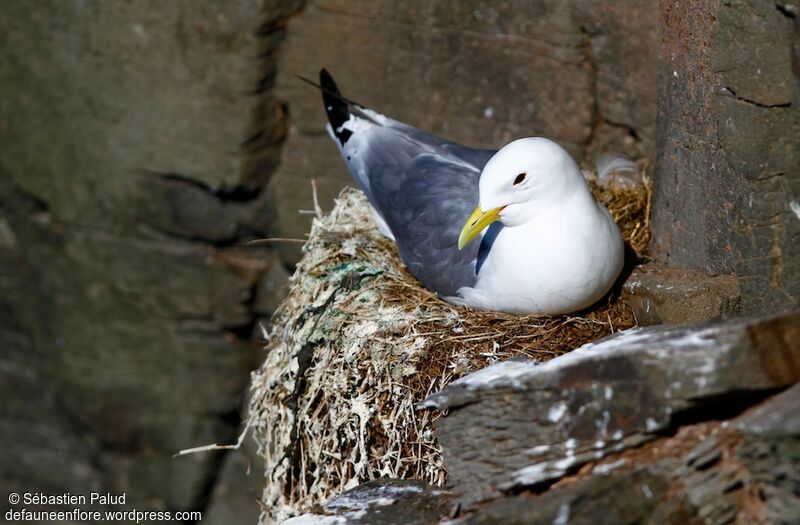 Mouette tridactyleadulte nuptial, Nidification