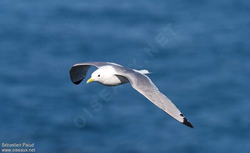 Mouette tridactyleadulte nuptial, Vol