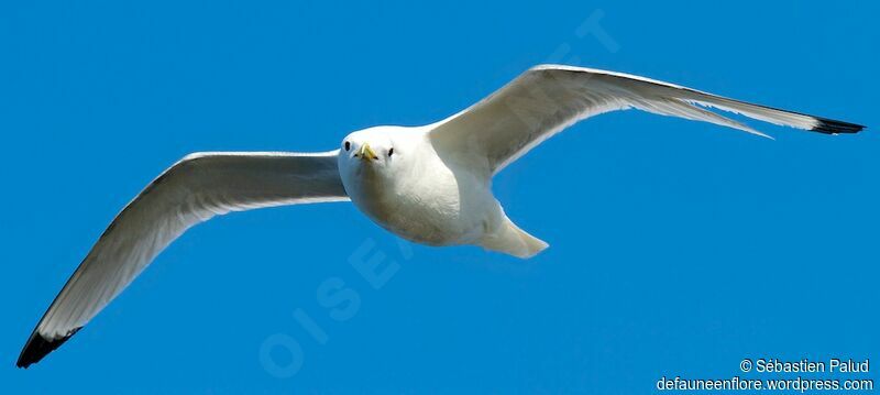 Black-legged Kittiwakeadult breeding, Flight