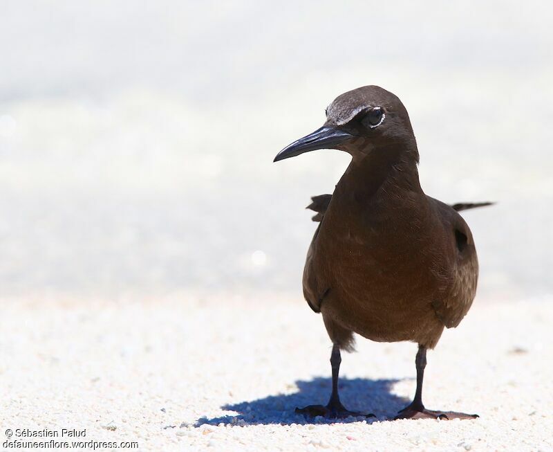 Brown Noddy