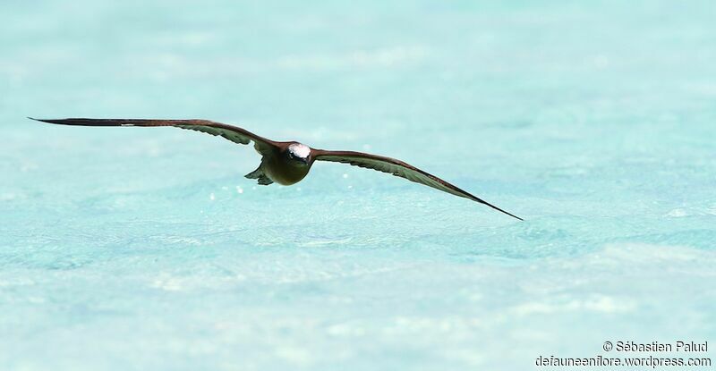 Brown Noddy