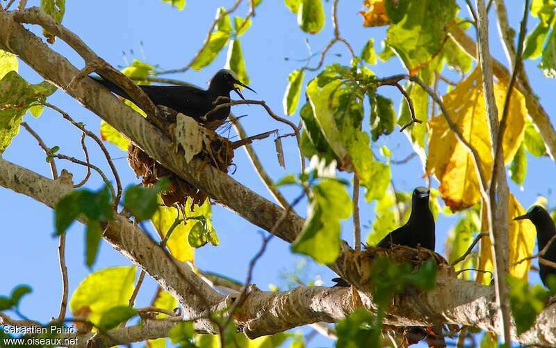 Black Noddyadult, colonial reprod.