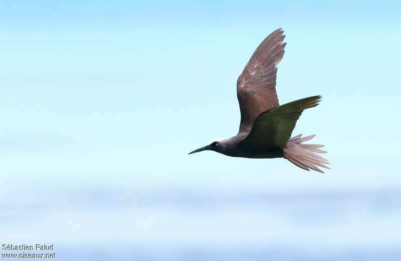 Black Noddyadult, Flight