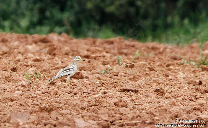 Eurasian Stone-curlewadult