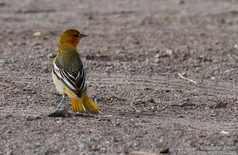 Oriole à ailes blanches mâle 1ère année