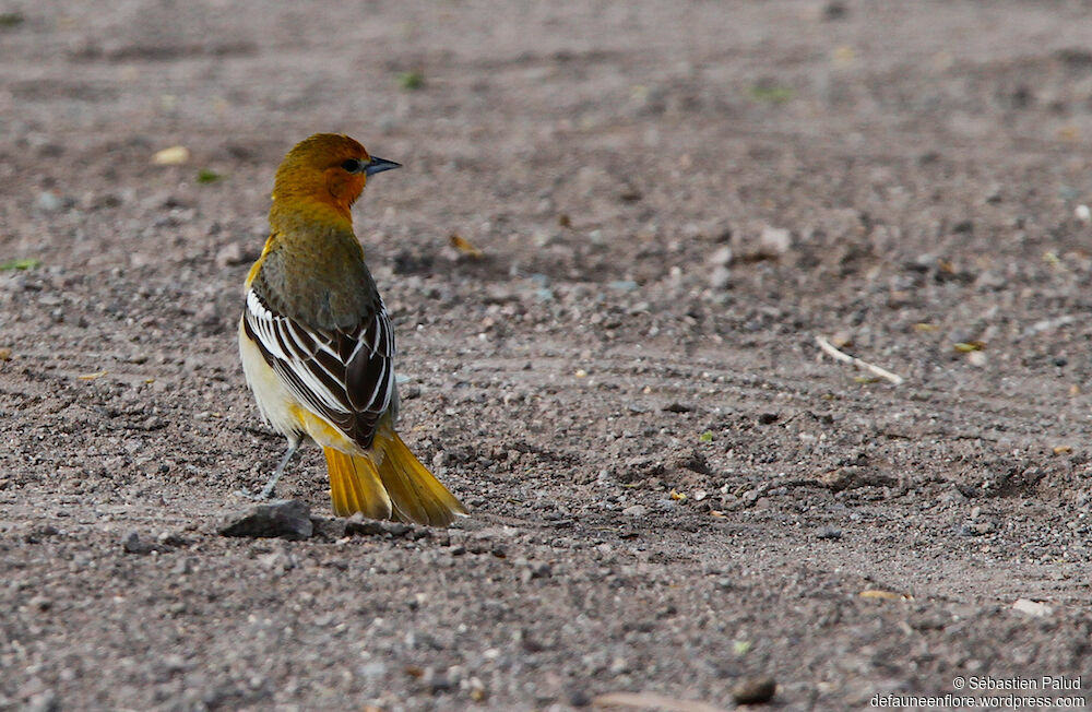 Oriole de Bullock