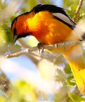 Oriole de Bullock