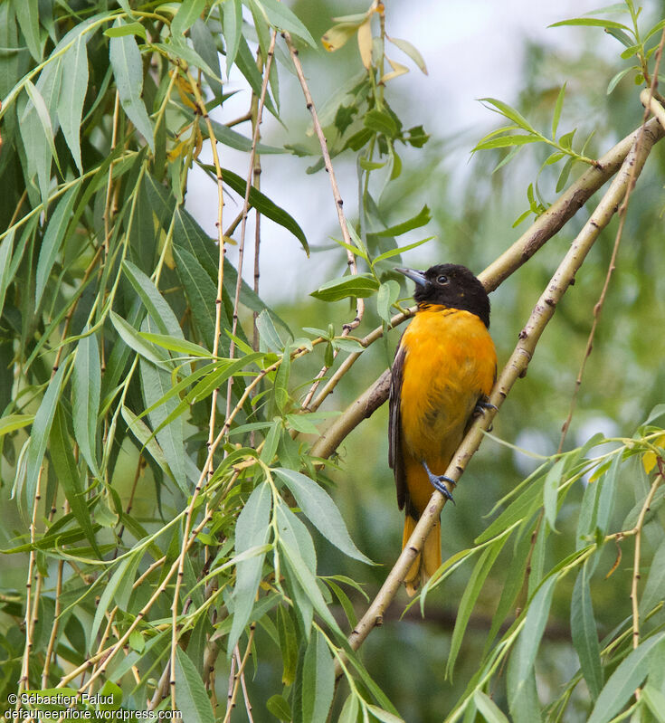 Oriole du Nord mâle adulte, identification