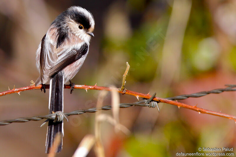 Long-tailed Tit