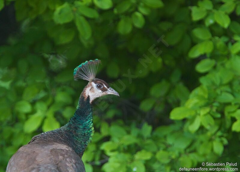 Indian Peafowl female adult