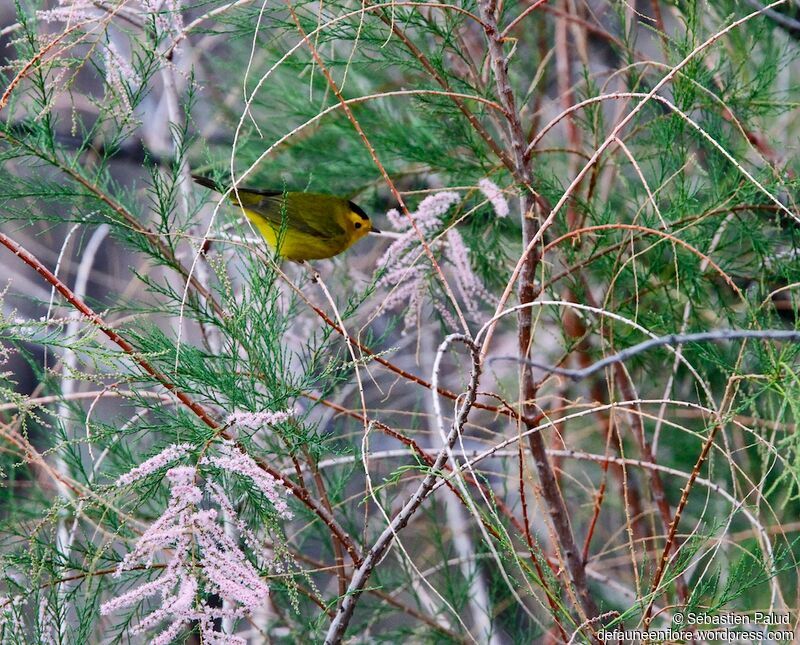 Wilson's Warbler