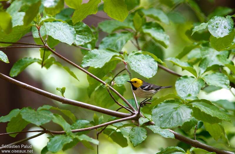 Paruline à tête jaune mâle adulte