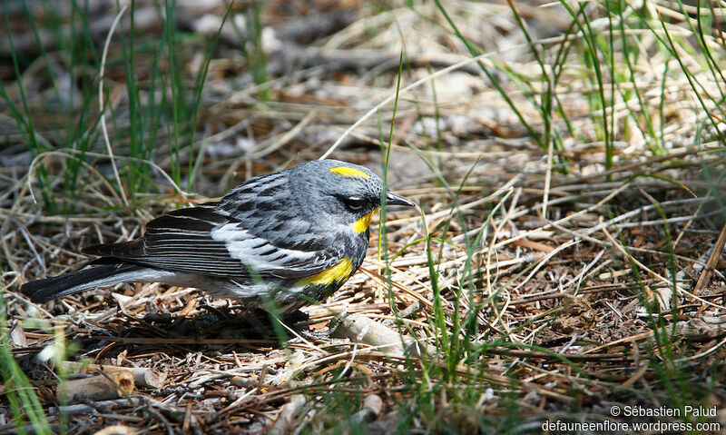 Paruline d'Audubon mâle adulte nuptial