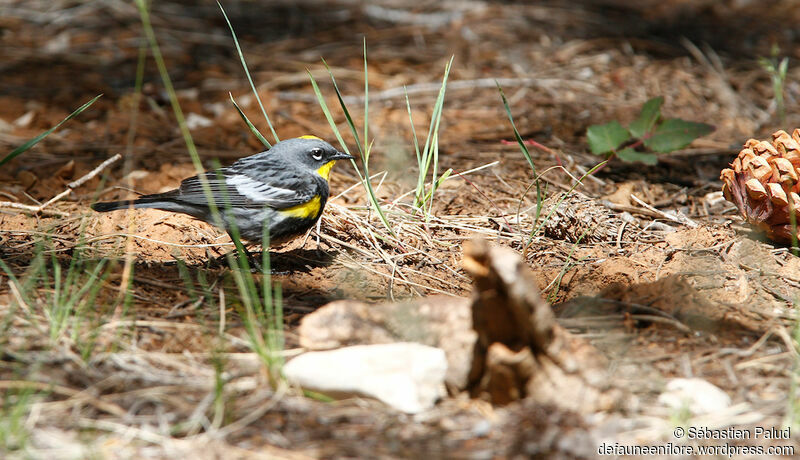 Paruline d'Audubon mâle adulte nuptial