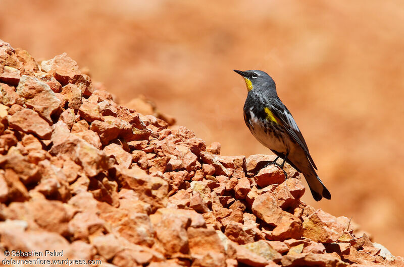 Audubon's Warbler male adult breeding, identification