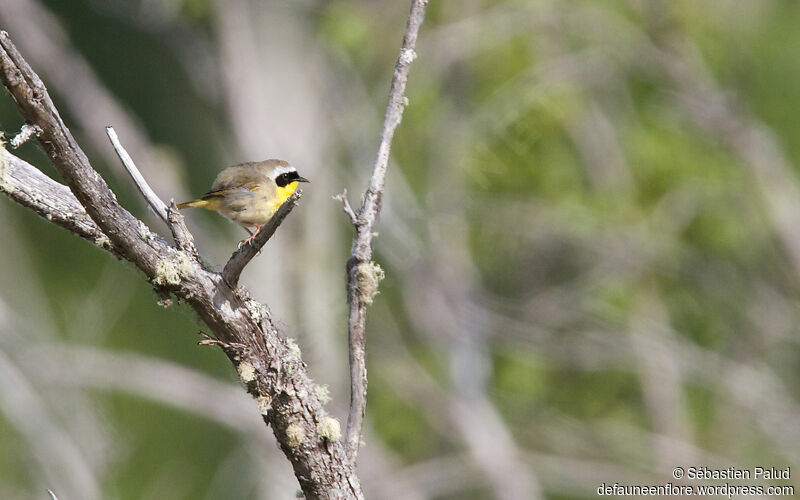 Common Yellowthroat male adult, identification