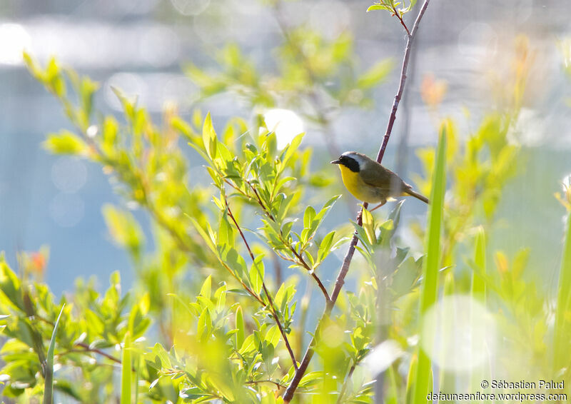 Paruline masquéeadulte, identification