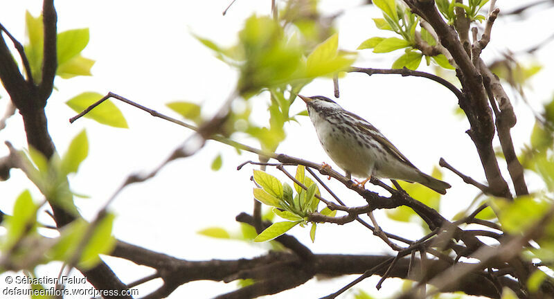 Paruline rayée mâle adulte nuptial, identification