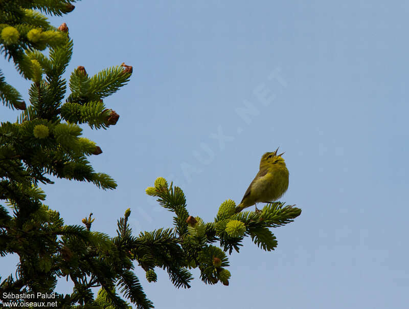 Orange-crowned Warbler male adult, identification, song