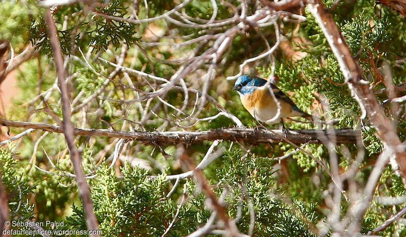 Lazuli Bunting male adult breeding