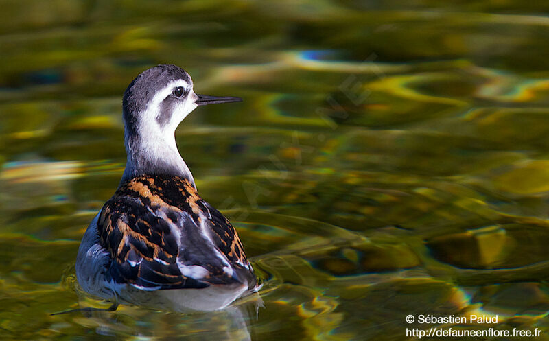 Phalarope à bec étroitjuvénile